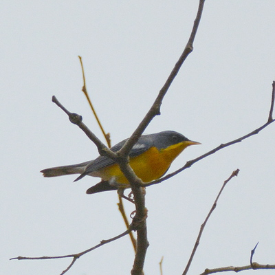 Tropical Parula